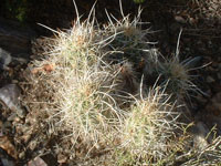 Echinocereus engelmannii var. munzii