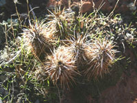 Echinocereus engelmannii var. purpureus