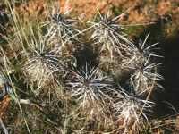 Echinocereus engelmannii var. purpureus