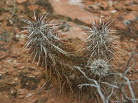 Echinocereus engelmannii var. variegatus