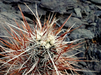 Echinocereus engelmannii var. howei