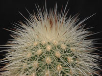 Echinocereus freudenbergeri