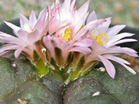 Echinocereus knippelianus subsp. kruegeri