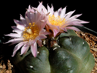 Echinocereus knippelianus subsp. kruegeri