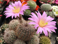 Echinocereus laui