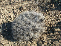 Echinocereus maritimus subsp. hancockii