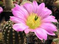 Echinocereus pamanesiorum