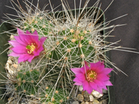 Echinocereus parkeri subsp. gonzalezii