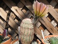 Echinocereus pectinatus var. coahuila