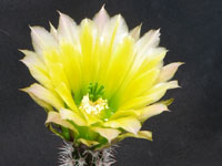 Echinocereus pectinatus subsp. wenigeri