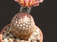 Echinocereus pectinatus subsp. wenigeri