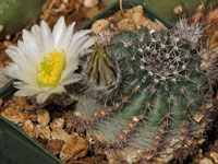 Echinocereus pulchellus subsp. sharpii