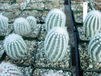 Echinocereus reichenbachii subsp. albispinus