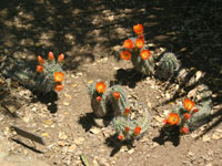 Echinocereus triglochidiatus var. gurneyi