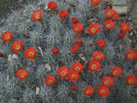 Echinocereus triglochidiatus var. melanacanthus