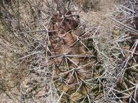 Echinocereus triglochidiatus f. White Sands