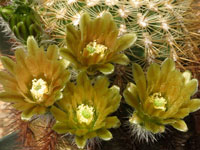 Echinocereus viridiflorus subsp. correllii