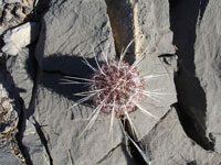 Echinocereus viridiflorus subsp. cylindricus