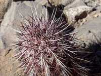 Echinocereus viridiflorus subsp. cylindricus