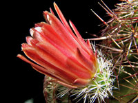 Echinocereus viridiflorus subsp. cylindricus