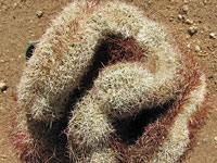 Echinocereus viridiflorus subsp. cylindricus f. cristata