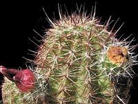 Echinocereus viridiflorus subsp. cylindricus