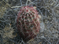 Echinocereus viridiflorus subsp. cylindricus