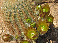 Echinocereus viridiflorus subsp. neocapillus