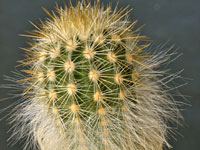 Echinocereus viridiflorus subsp. neocapillus