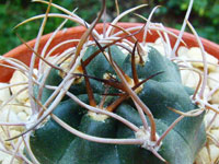 Echinopsis haematantha var. hualfinensis