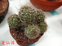 Echinopsis haematantha var. hualfinensis