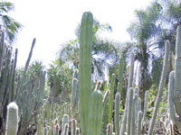 Echinopsis huanucoensis