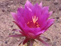 Echinopsis mamillosa var. kermesina