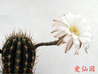 Echinopsis minuana