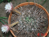 Echinopsis nigra