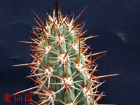 Echinopsis skottsbergii