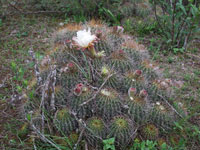 Echinopsis smrziana