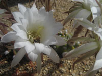 Echinopsis subdenudata f. cv Fuzzy Navel