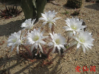 Echinopsis subdenudata f. cv Fuzzy Navel