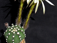 Echinopsis subdenudata f. cv Fuzzy Navel