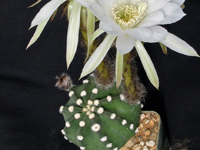 Echinopsis subdenudata f. cv Fuzzy Navel