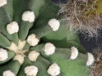 Echinopsis subdenudata f. cv Fuzzy Navel