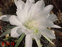 Echinopsis sucrensis