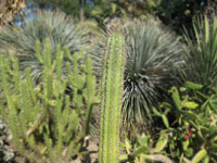 Echinopsis tacaquirensis subsp. taquimbalensis