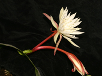 Epiphyllum cartagense