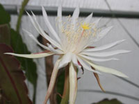 Epiphyllum guatemalense