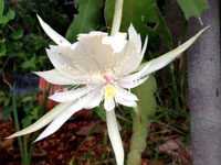 Epiphyllum guatemalense