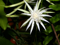 Epiphyllum pittieri