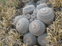 Epithelantha cryptica