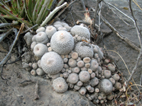 Epithelantha cryptica